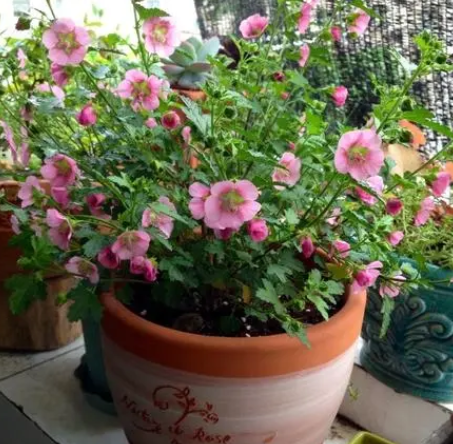 木槿花怎么扦插活的快