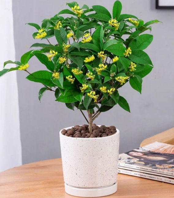 家里可以养桂花盆栽吗