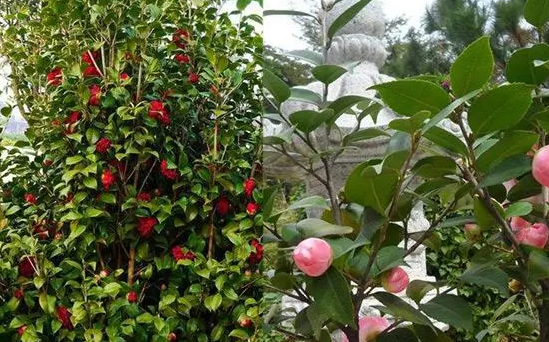 山茶树的种植条件