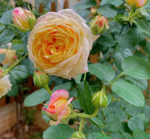 最值得入手的月季花