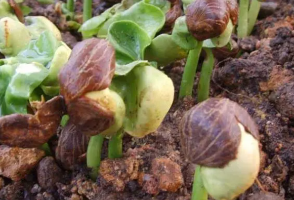 发财树种子泡多长时间