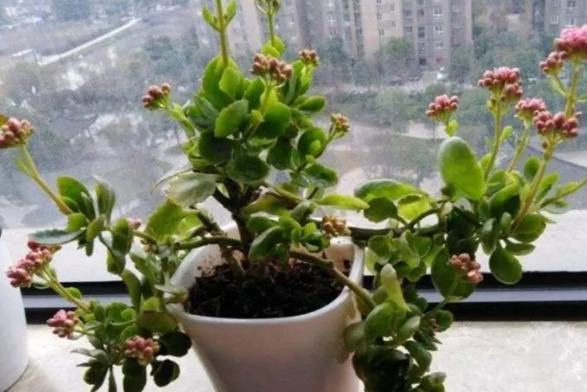 长寿花徒长的原因