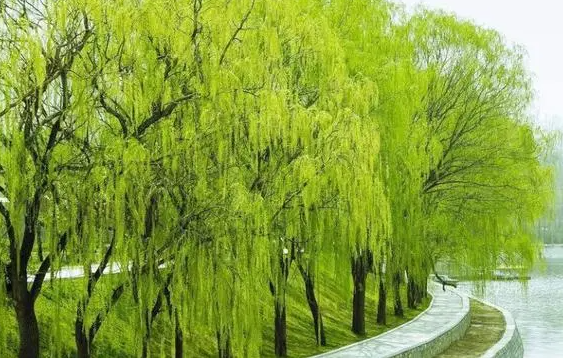 柳树的生活环境是什么