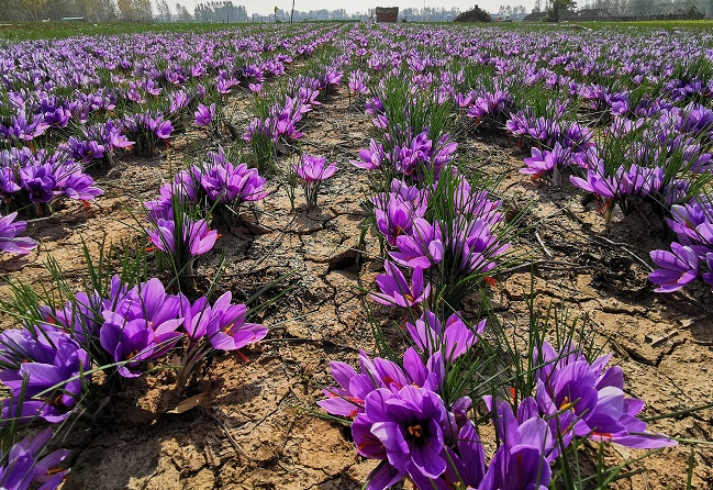 藏红花怎样种植