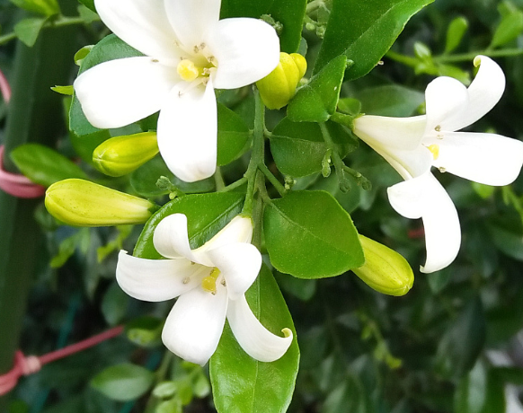 七里香花的养殖方法和注意事项