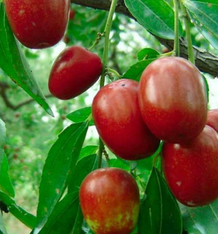 家中种枣树好不好