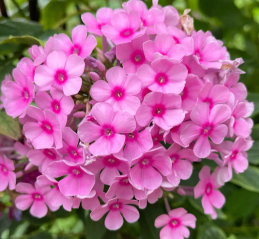 福禄考花期是几月