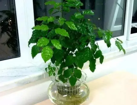 绿宝树如何判断是否该浇水