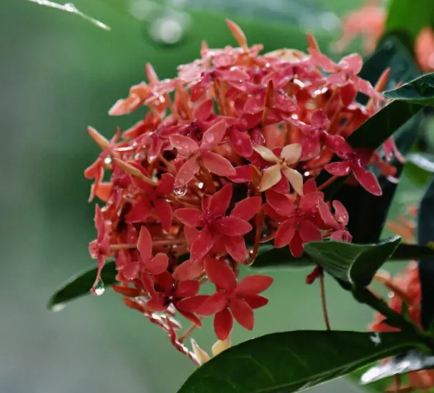 龙船花的养护与管理