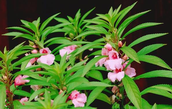 包指甲花的好处与坏处