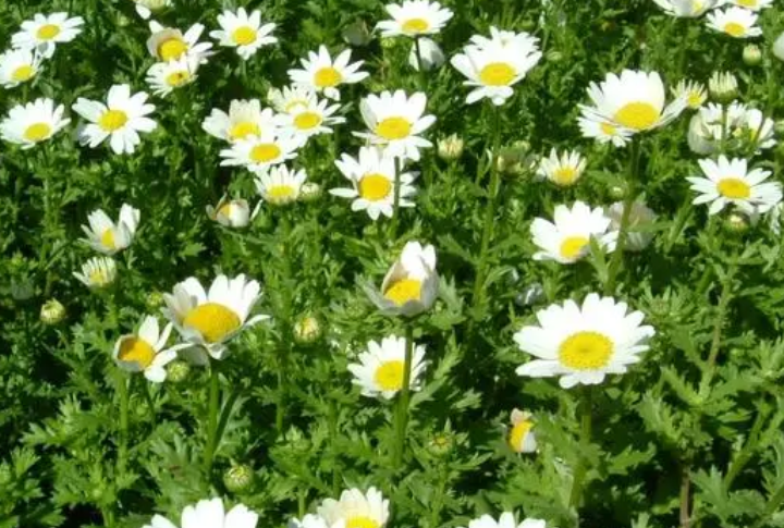 白晶菊一年开几次花