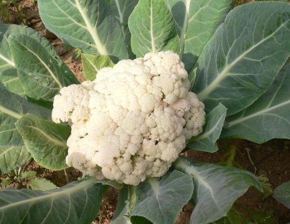 花菜的生长过程