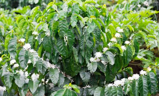 咖啡树几年开花结果