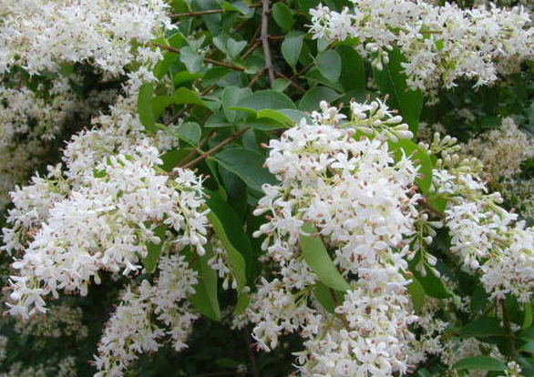 白蜡树什么时候开花