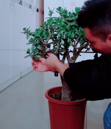 玉树什么时候修剪怎么修剪