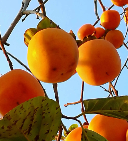 柿子树最怕什么