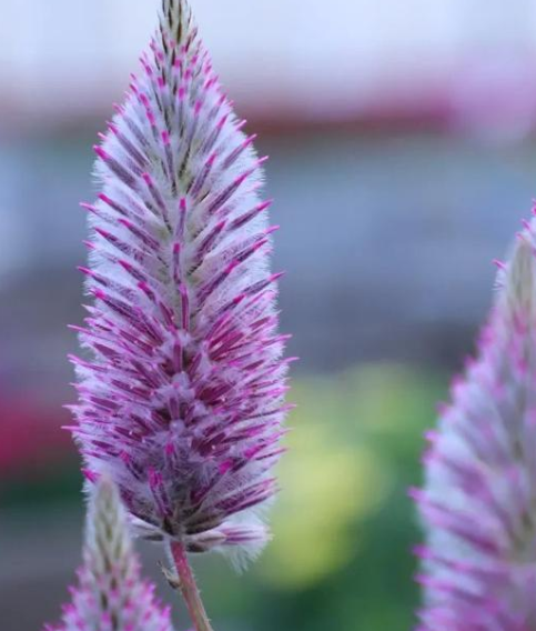 无性花如何繁殖后代