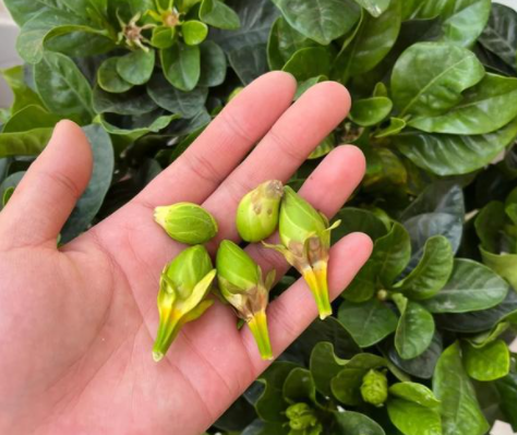 栀子花掉花苞什么原因