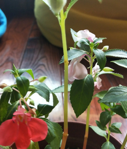 凤仙花播种方法