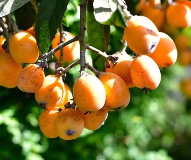 冬天枇杷树什么时候移栽