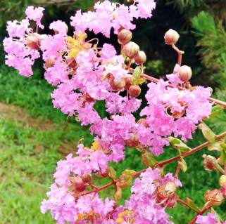 紫薇花什么时候发芽