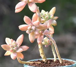 秋丽花如何爆盆