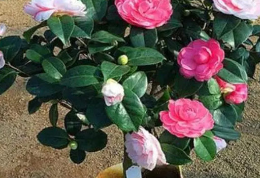 茶花移栽时间和方法