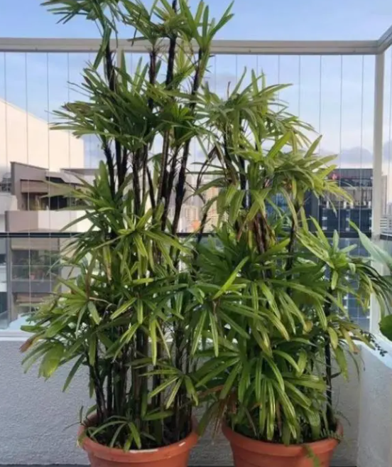 花盆竹子怎样养好