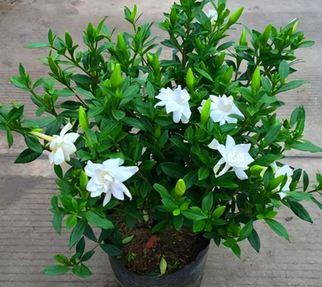 栀子花养护方法及注意事项