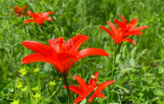 山丹花和百合花的区别