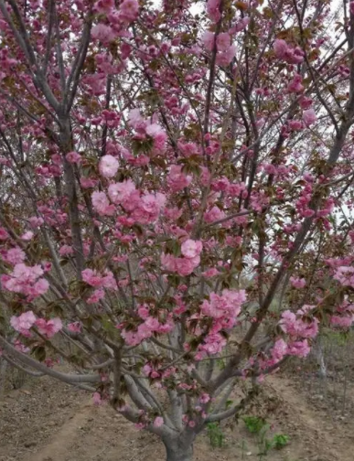 樱花树9月份可以移栽