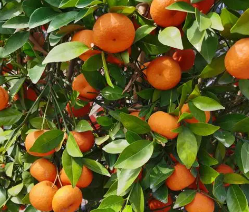 桔子树怎样才能结果