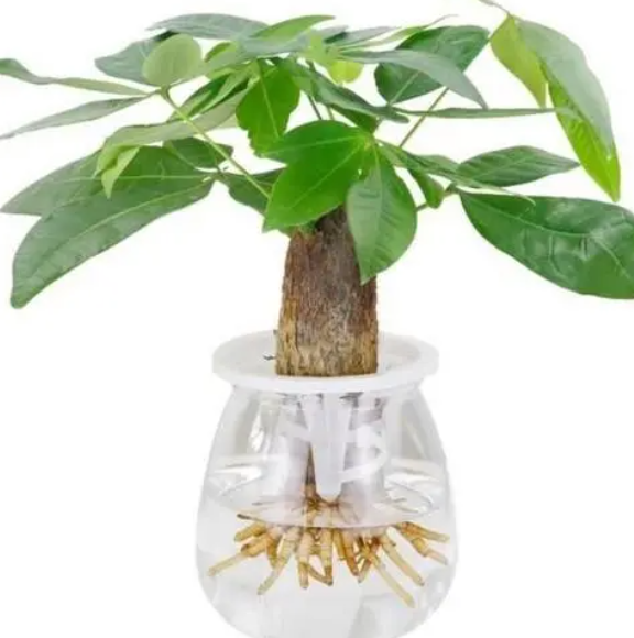 发财树可以水培吗方法