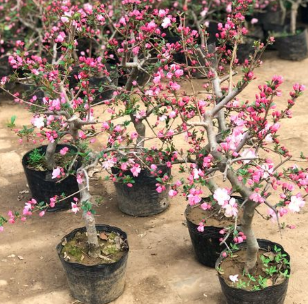 海棠树怎样移栽成活