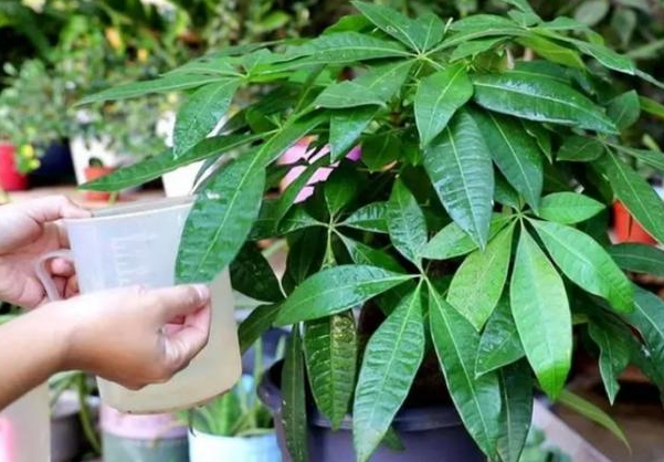 室内发财树多久浇水