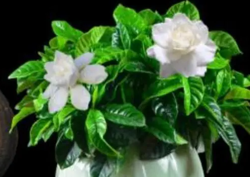 栀子花是水培好还是土培好