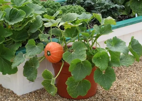 花盆种植南瓜的方法