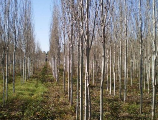 杨树地里可以种植什么