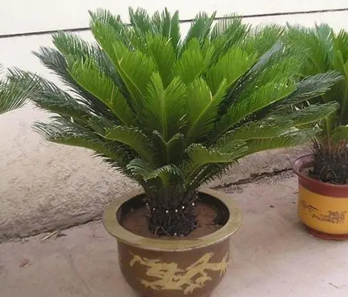 铁树为什么不能送人