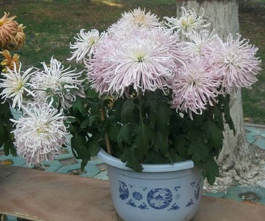 菊花烂根怎么救