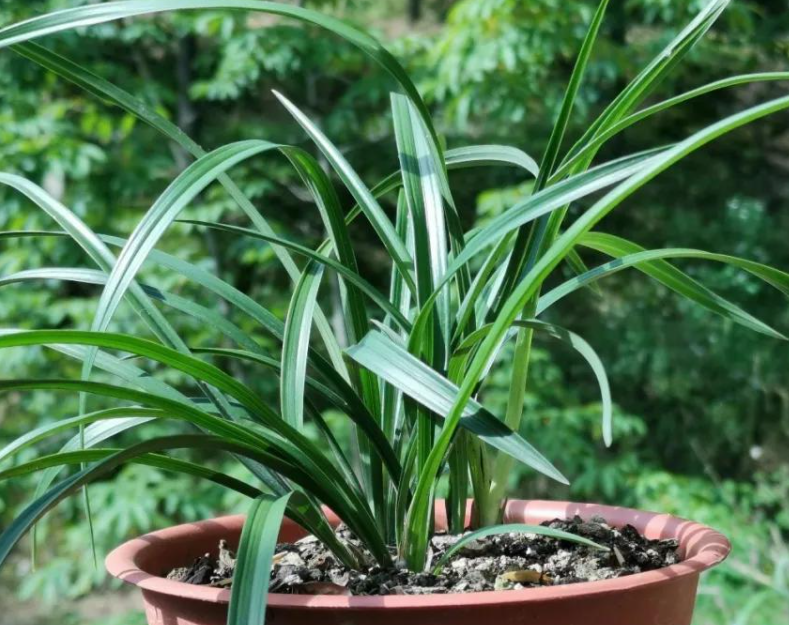 兰花新苗多久长大