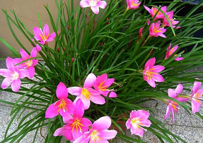 葱兰花种球的种植方法和时间