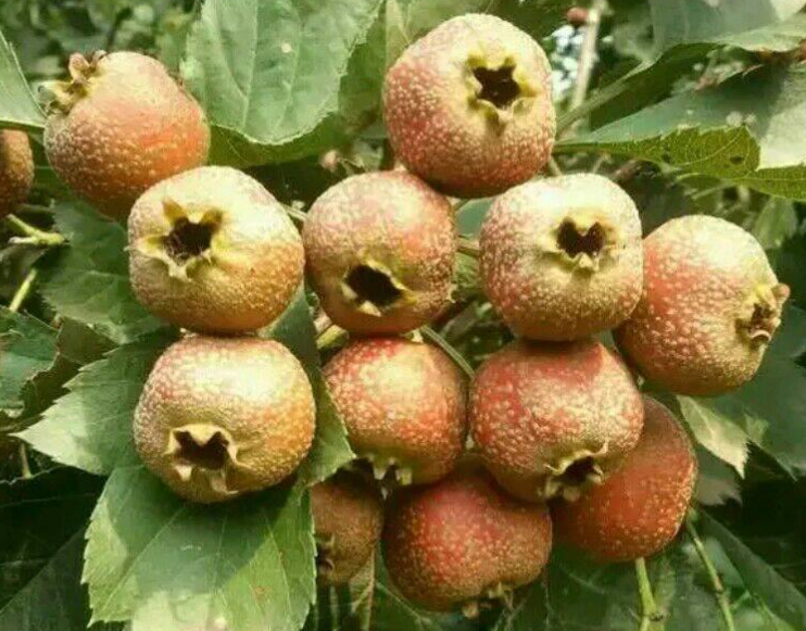 山楂树苗什么时候种植