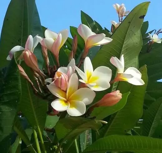 鸡蛋花树几天不浇水