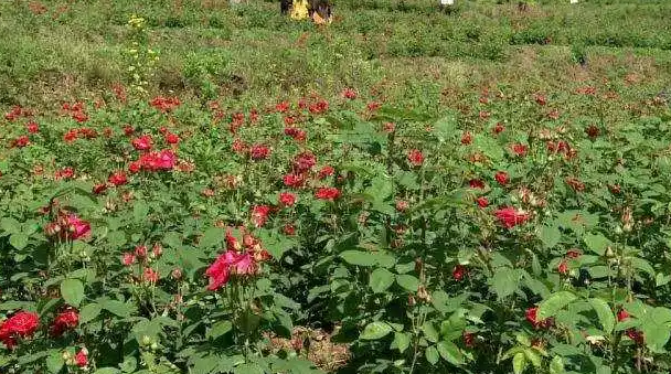 农村种玫瑰花挣钱吗