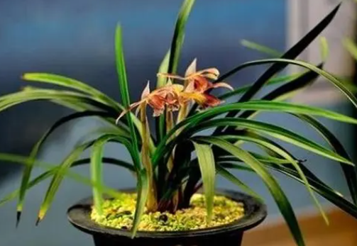 兰花在室内养对人体有害吗