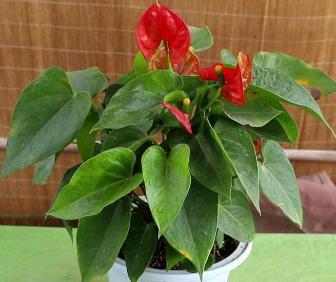 火鹤花怎么养殖方法