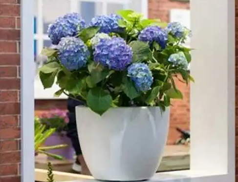 绣球花室内养殖方法