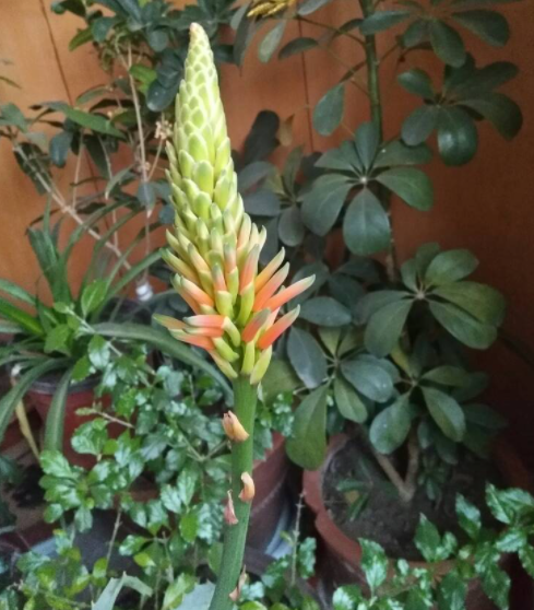 芦荟开花要发财了吗