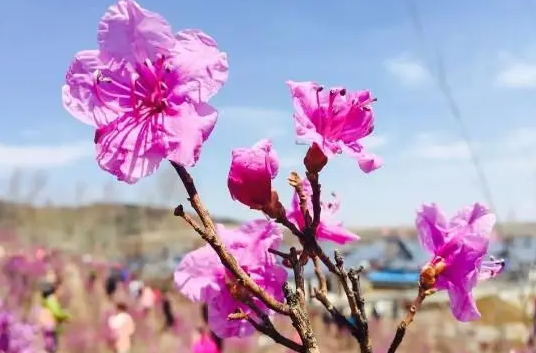 金达莱花如何扦插